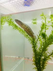 Ikan Channa Auranti/Cobra WC