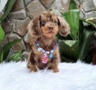 MINIATURE DACHSHUND Puppies 089 🐻 Adorable Puppy