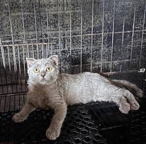 Kitten Female