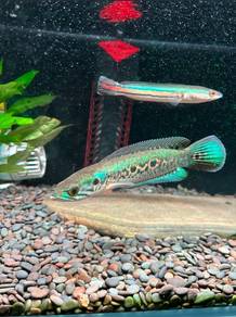 ：Channa pleurophthalma