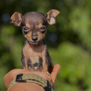 mini pinscher l