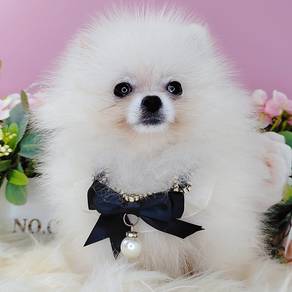 Pomeranian