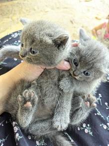 3 Kitten BSH Original