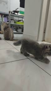 Munchkin female 