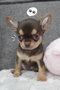 CHIHUAHUA PUPPIES VIP05 🌷Head Apple Short Hair