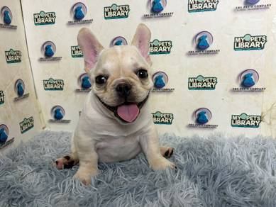 French bulldog puppy