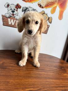 golden doodle-