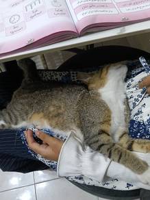 Anak Kucing Usia 5 bulan