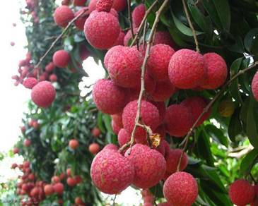Benih pokok Lychee