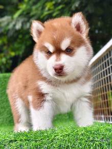 Siberian husky 