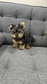 Male Yorkie Puppy AM-1