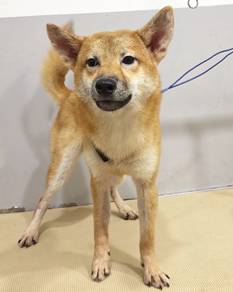 10months Shiba Inu Male