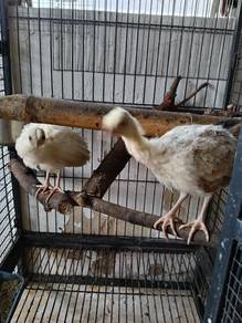 peacock anak