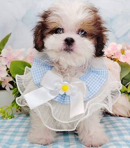 Shih Tzu