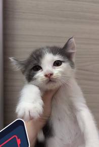 Bsh Kitten mix