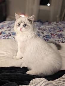 Ragdoll