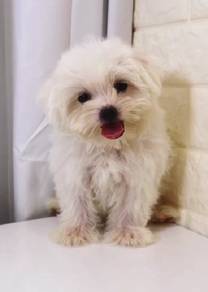 J0528 Maltese Pure White Soft Fur Puppy