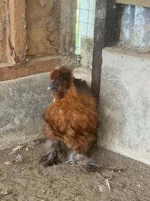 American silkie