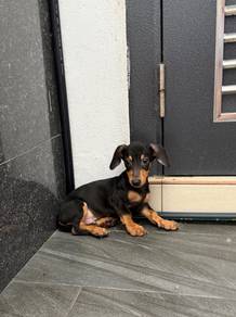 Mini Dachshund puppy