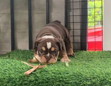 ENGLISH BULLDOG PUPPIES VIP12🐻 BullDog  female