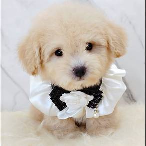 Maltipoo