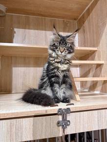 brown tabby mainecoon