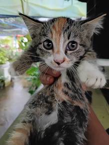 Munckhin Kitten