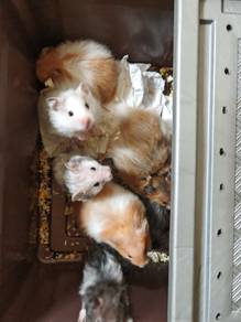Hamster 