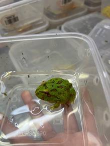 pacman frog