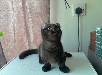 munchkin kinkalau