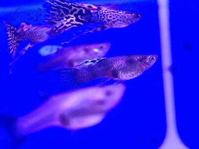 Guppy