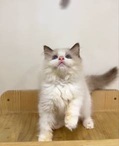 Seal Point Ragdoll Female