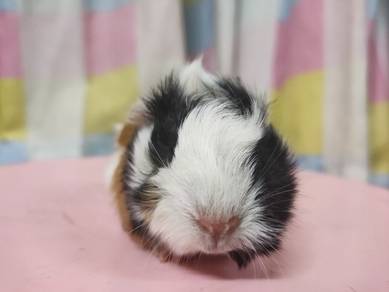 Guinea Pig 