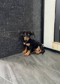 Black tan Dachshund puppy