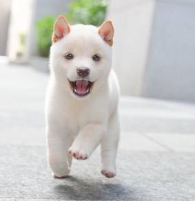 Shiba Inu