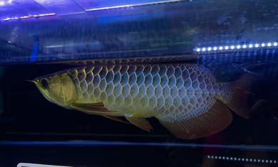 Malaysia golden blue base