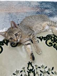 Kucing 