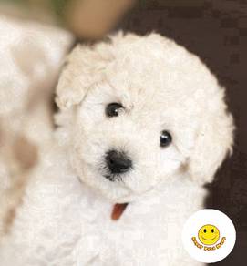 KLK-K13R Tiny Poodle #MKA puppies