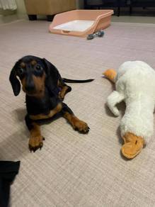 Kutey Dachshund
