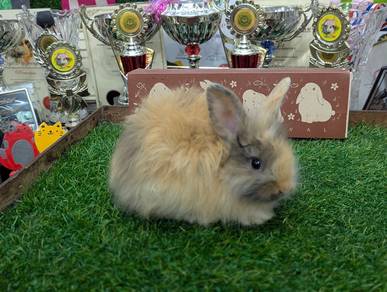 Arnab Mix Teddy Bear Rabbit 01
