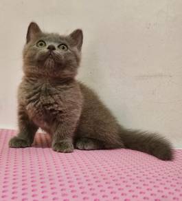 British munchkin female