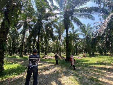 Agricultural Land in Parit, PRK