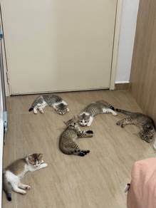 British shorthair