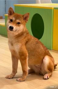Mui Mui Shiba Inu (Adoption)