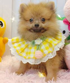 Pomeranian
