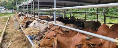 Lembu qurban madrasahtul quran wasunnah
