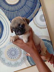 pug