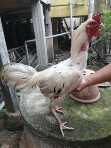 ayam baik