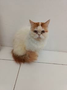 Kucing Baka Flat Face Untuk Dilepaskan