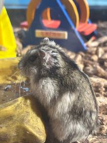 Hamsters for sale